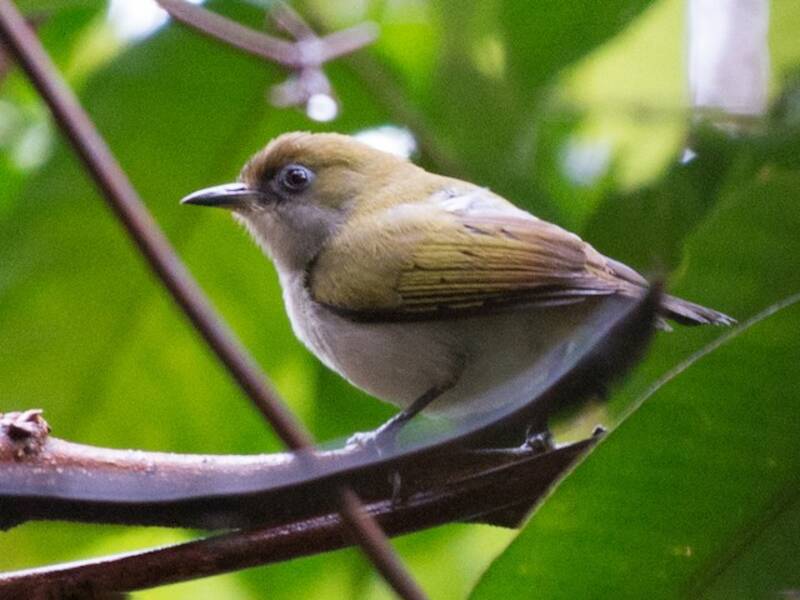 Occhialino di Makira, Foto 3