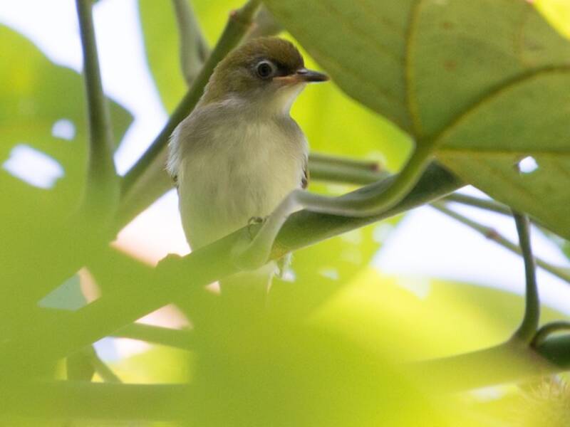 Occhialino di Makira, Foto 2