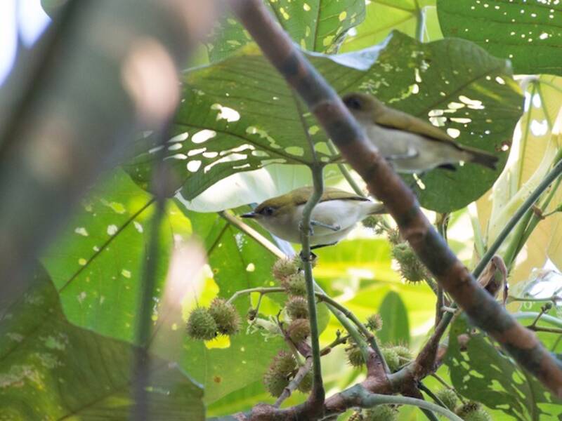 Occhialino di Makira