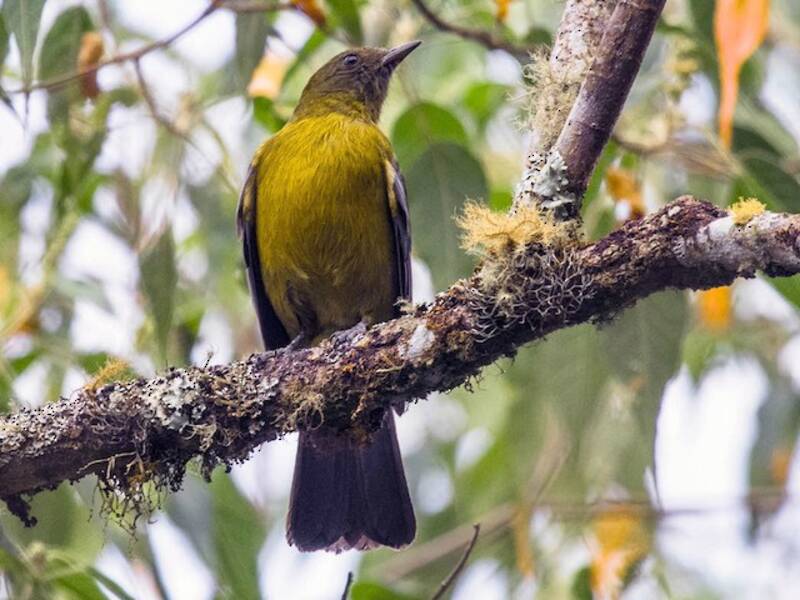 Gray-winged Cotinga, 照片 4