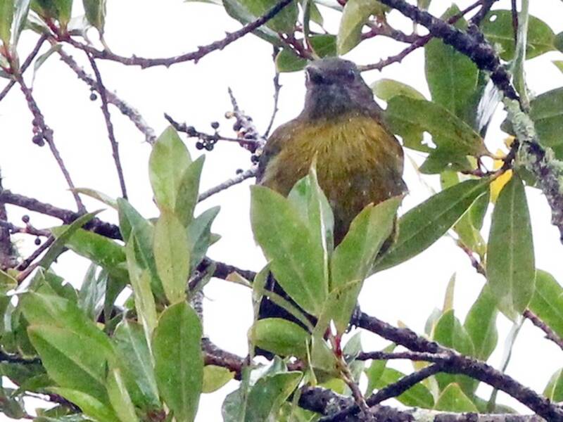 Gray-winged Cotinga, 照片 3