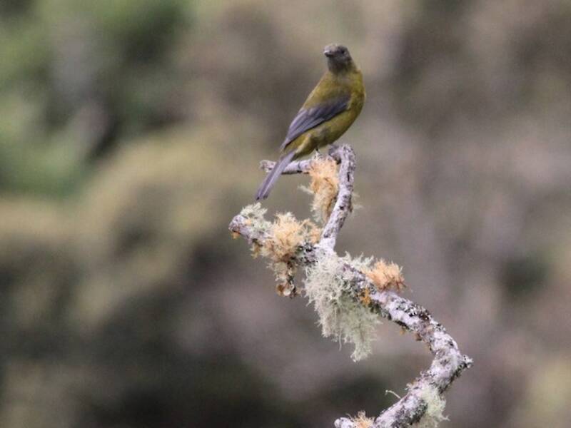 Gray-winged Cotinga, 照片 2