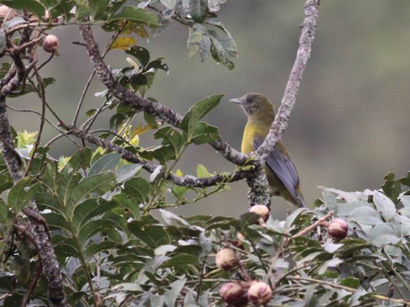 Cotinga à ailes grises