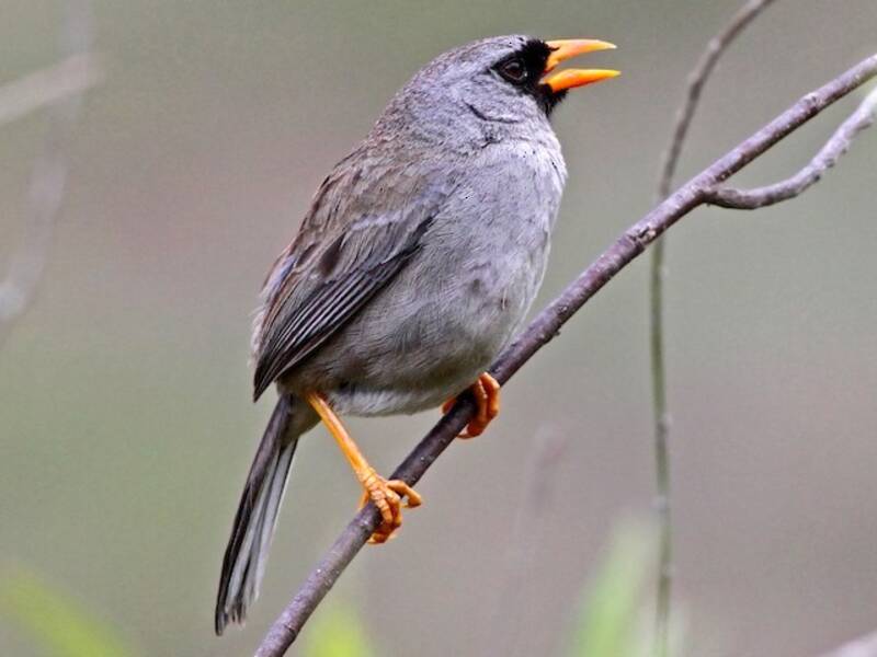 Gray-winged Inca-Finch, 照片 4