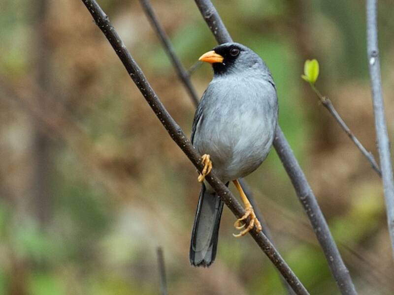 Gray-winged Inca-Finch, 照片 3