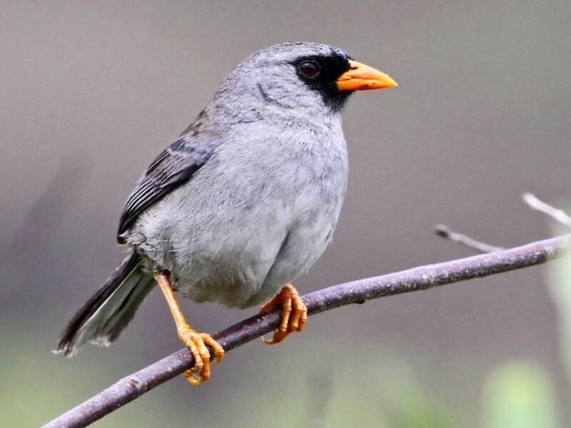 Gray-winged Inca-Finch, 照片 2
