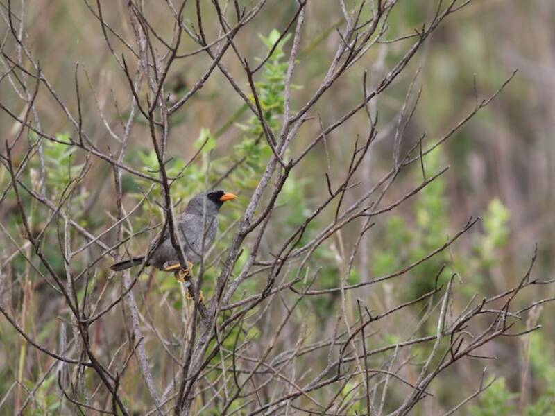 Gray-winged Inca-Finch