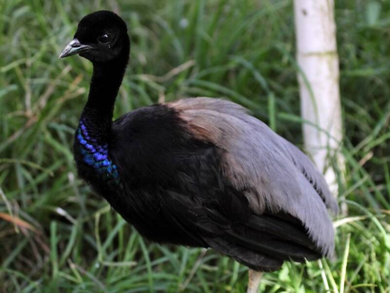 Gray-winged Trumpeter (Psophia crepitans)