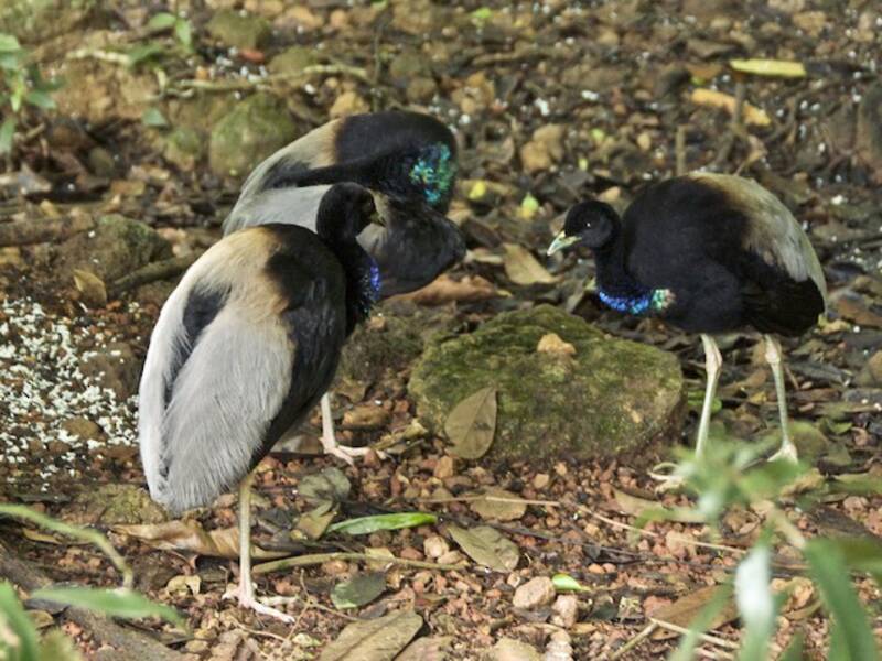 Gray-winged Trumpeter, Photos 2