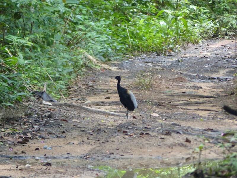 Gray-winged Trumpeter, Photos 3