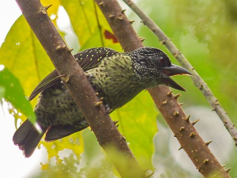 Hairy-breasted Barbet, Photos 4