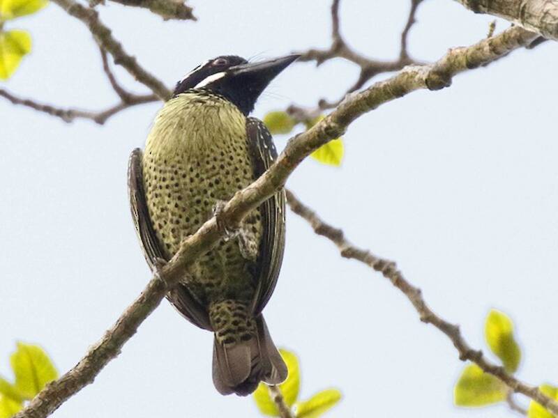 Hairy-breasted Barbet, Photos 3