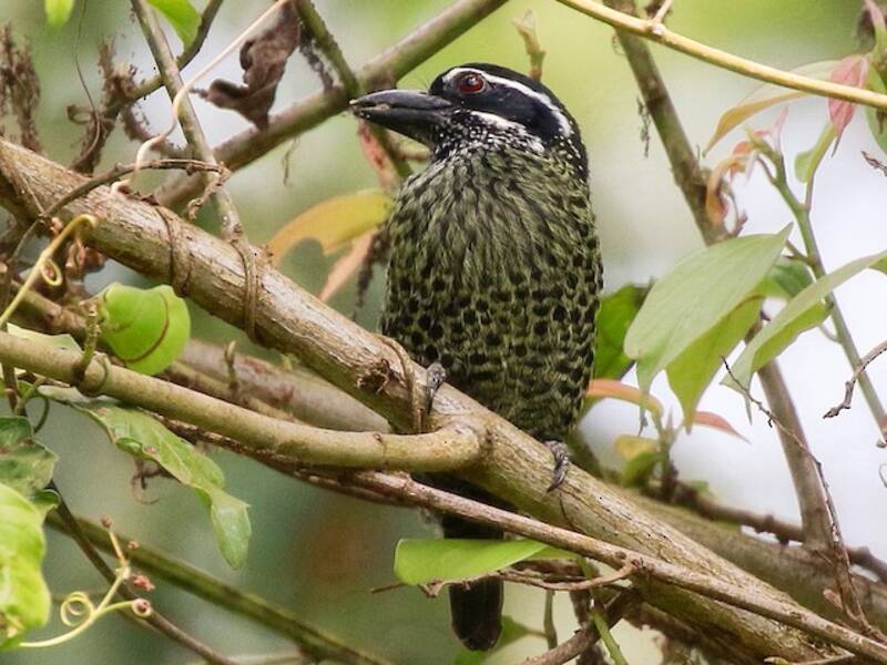 Hairy-breasted Barbet (Tricholaema hirsuta)