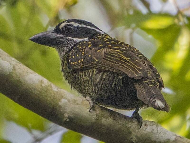 Hairy-breasted Barbet, Photos 2