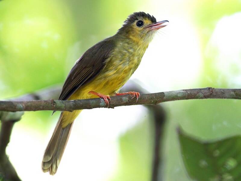 Bulbul dai peli dorsali, Foto 3