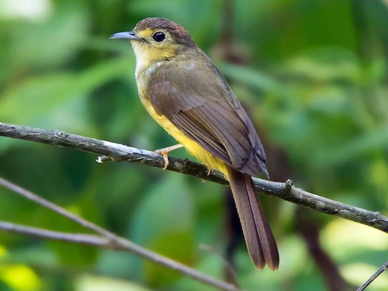 Bulbul dai peli dorsali, Foto 4