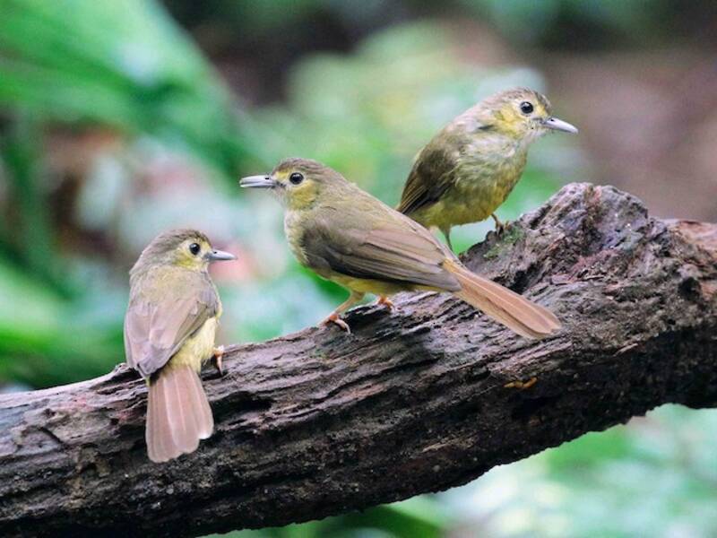 Hairy-backed Bulbul