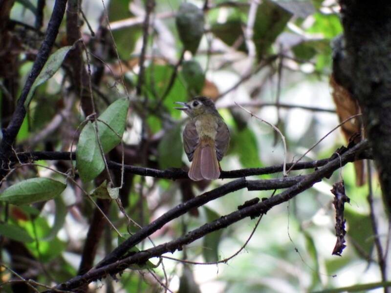 Bulbul dai peli dorsali, Foto 2