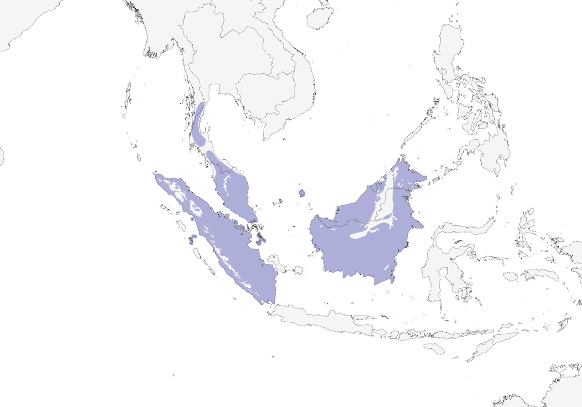 Bulbul dai peli dorsali, Distribuzione 1