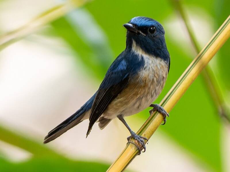 Hainan Blue Flycatcher, Photos 4