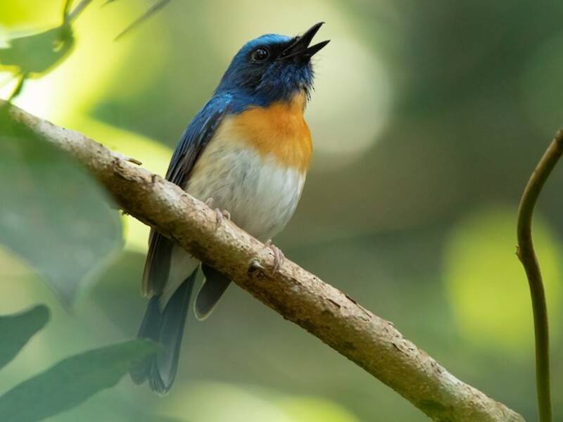 Hainan Blue Flycatcher
