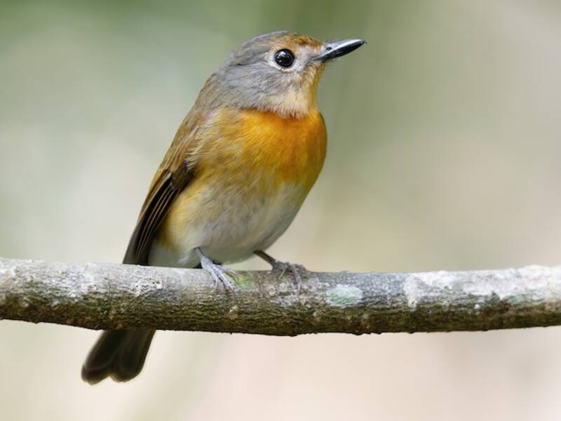 Hainan Blue Flycatcher, Photos 3