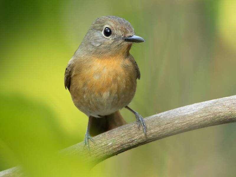 Hainan Blue Flycatcher, Photos 2