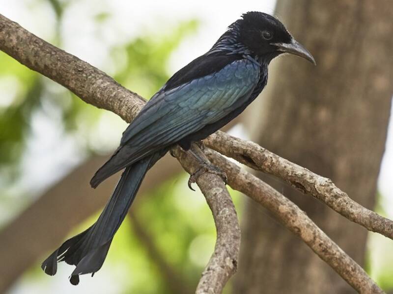 Drongo à crinière
