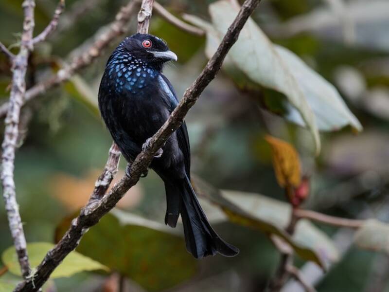 Hair-crested Drongo, Photos 3