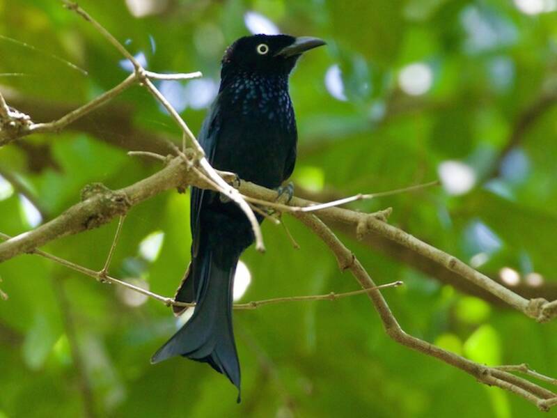 Hair-crested Drongo, Photos 2