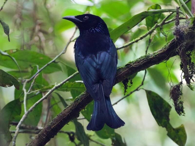 Hair-crested Drongo, Photos 4