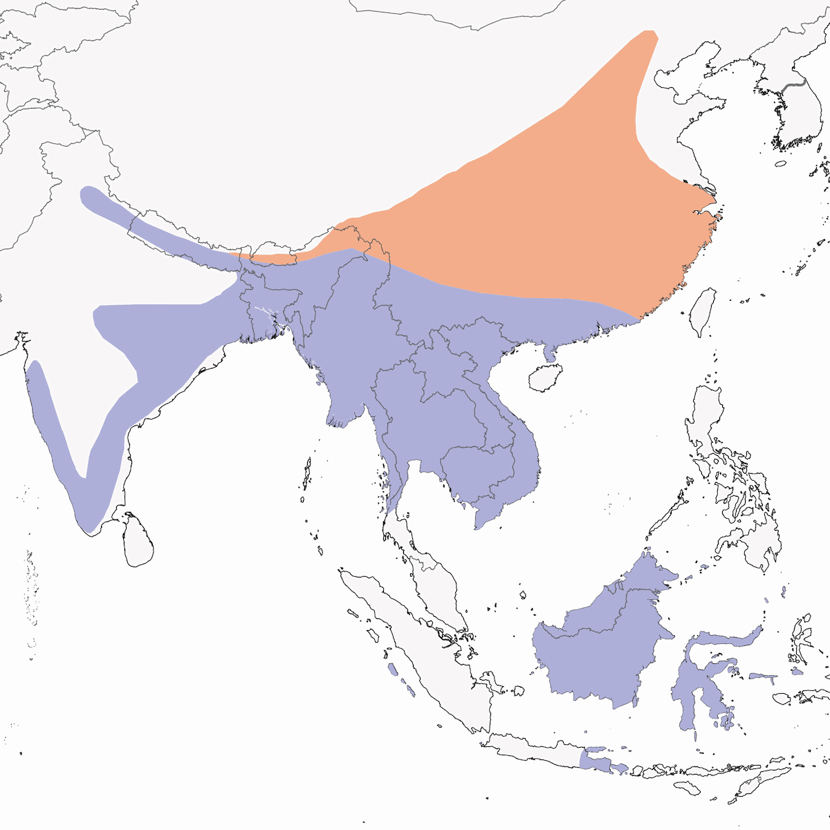 Hair-crested Drongo, Distribution 1
