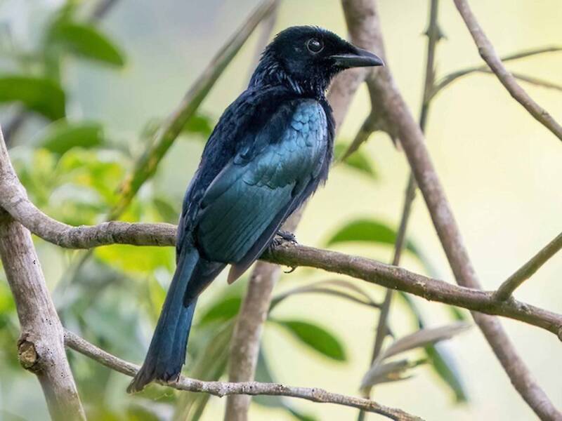 Drongo codacorta, Foto 4