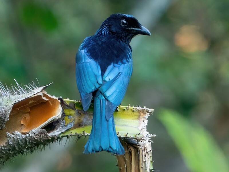 Drongo codacorta, Foto 3