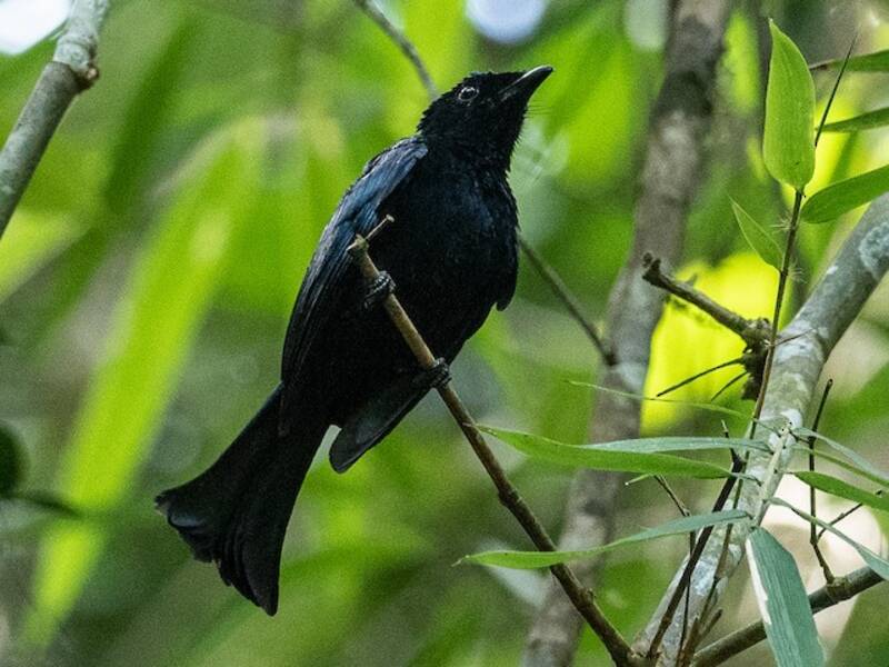Drongo codacorta, Foto 2