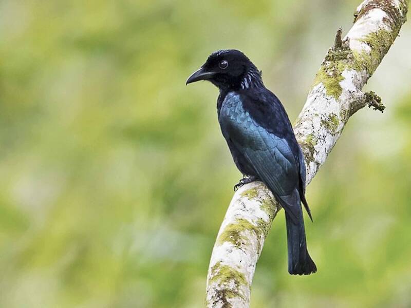 Drongo à queue courte