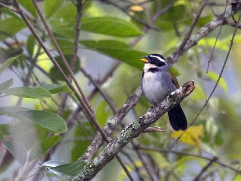 Half-collared Sparrow