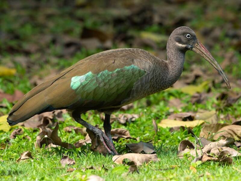 Hadada Ibis, Photos 4