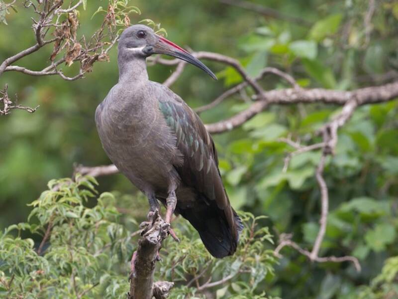 Hadada Ibis, Photos 2