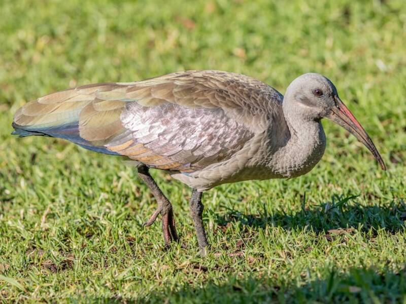 Hadada Ibis, Photos 3