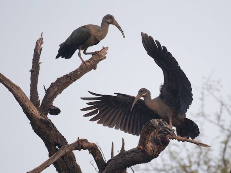 Hadada Ibis (Bostrychia hagedash)