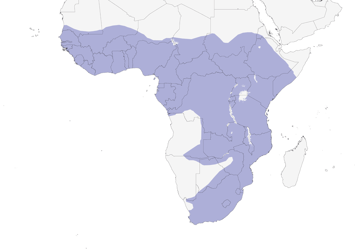 Hadada Ibis, Distribution 1