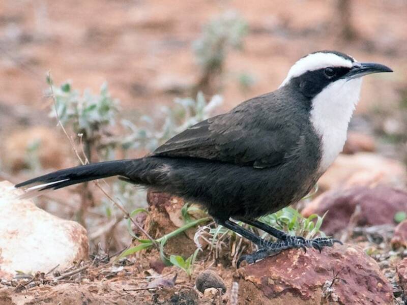 Hall's Babbler, 照片 2
