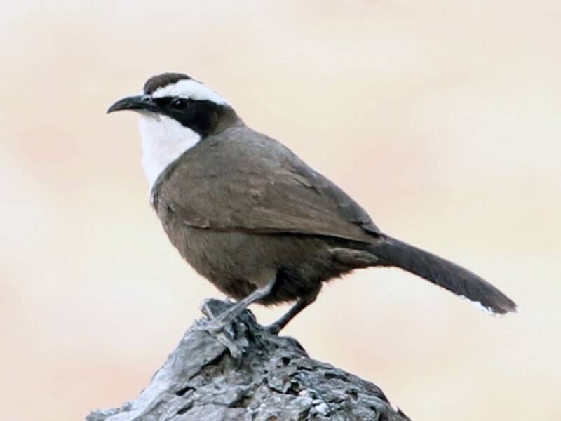 Hall's Babbler, 照片 3