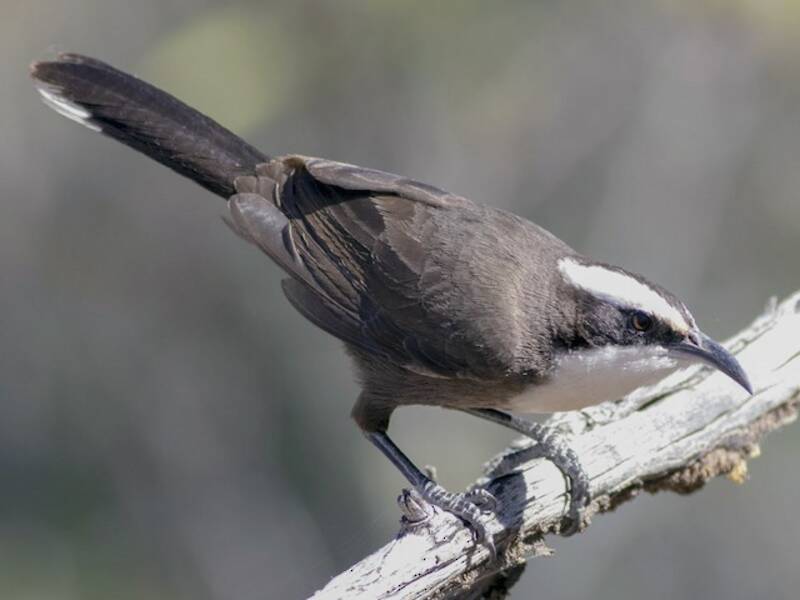 Hall's Babbler, 照片 4