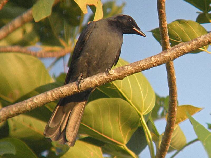 Oruguero de Halmahera, Fotos 3