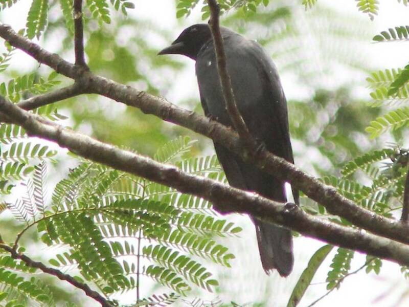 Halmahera Cuckooshrike