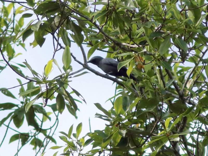 Oruguero de Halmahera, Fotos 2
