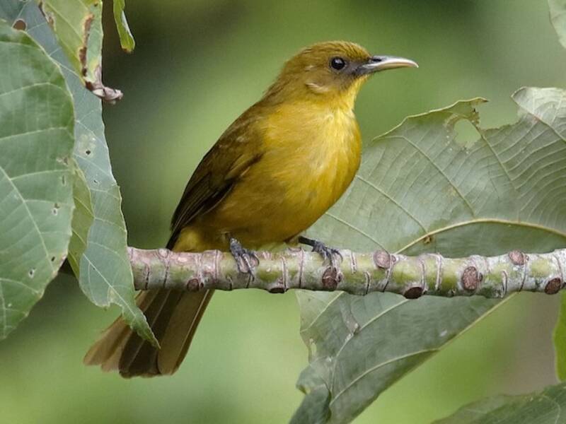 Bulbul dorato delle Halmahera, Foto 4