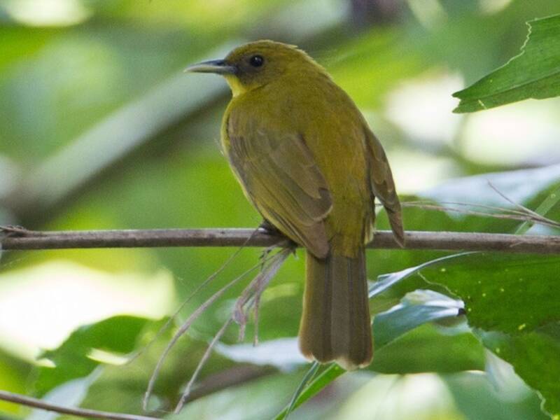 Bulbul dorato delle Halmahera, Foto 2